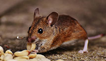 24 Hour & Emergency Exterminators in Ralph M Parsons Co, CA
